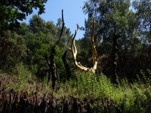 Golden tree broceliande